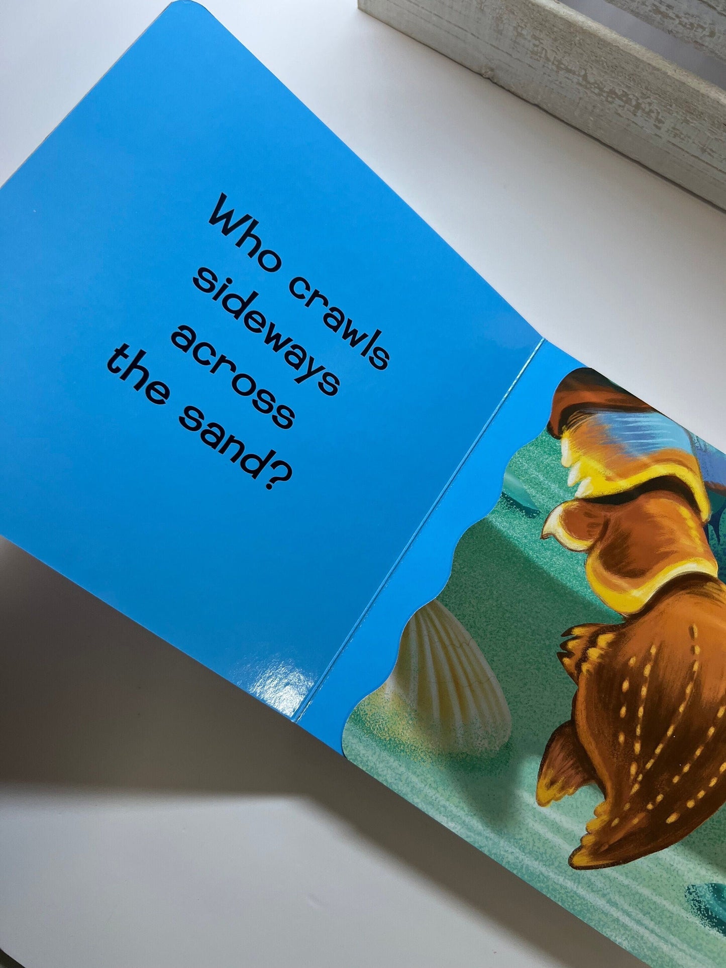 Children’s Ocean Book-Question Book about the Ocean-Ocean Board Book-Who’s Playing in the Ocean-Say and Play